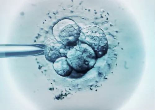 Embriótranszfer-resized.webp